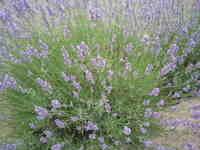 2011-07-28 12.38.51.jpg
